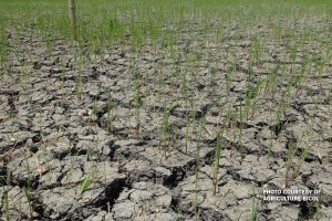 Agri losses due to El Niño now over P100M