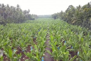 Banana yield forecasting app likely to be launched in 2021