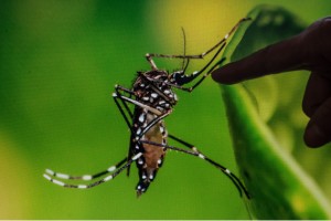 Central Visayas still tops dengue cases list in Q1