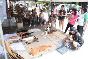 Pet population in Cavite City curbed via spay, castration program