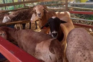 Batangas intensifies goat production amid rising demand