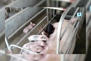 PH mulls exporting pork to China 