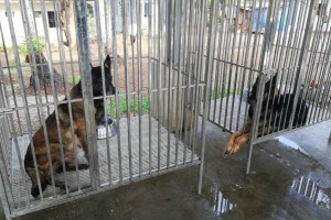 Retired PDEA K9 dogs up for adoption