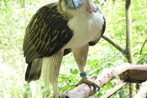 DENR, Singapore partner formally seal PHL Eagle conservation deal