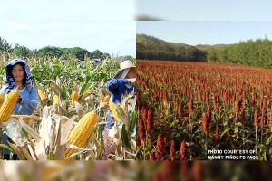 Expansion of corn, sorghum areas to meet hog, poultry demand growth