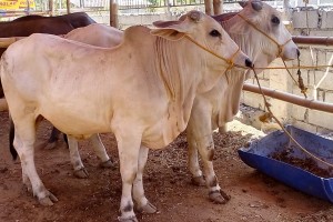  NegOcc gears up to expand cattle industry