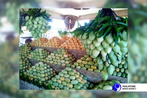 DA eyes US experts' help to curb mango fly infestation