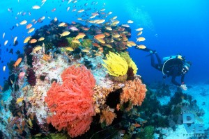 Dive tourism, the next big thing in Camiguin