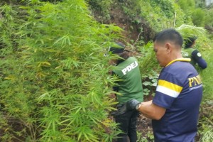 Some P50-M marijuana plants destroyed in Kalinga