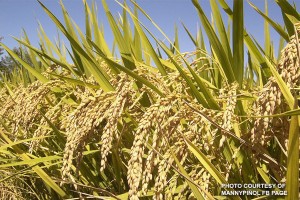 NEDA studies ways to boost farm output with rice tariffication