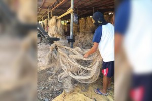 Catanduanes as ‘abaca capital’ hailed as big boost to industry