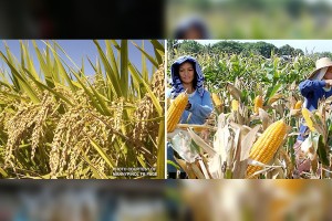 Palay, corn production may decline in Q2: PSA