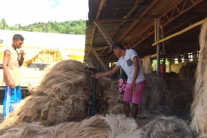 Catanduanes abaca industry bounces back 3 years after 'Nina'