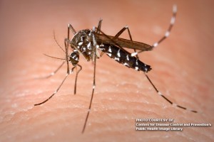 Bicolanos asked to sustain fight vs. dengue