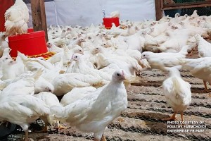 Farm gate prices of chicken declined in July: Laban Konsyumer