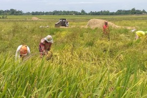 Average farmgate price of palay up in April