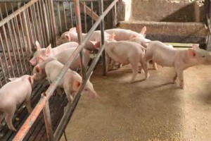 Pork ban remains in NegOcc amid hog disease recovery efforts