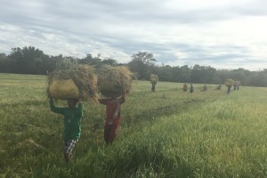 Suspension of rice importation can push up inflation: Pernia