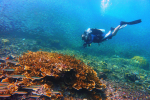 PH cited as world's leading dive destination