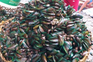 Shellfish ban up in 5 Eastern Visayas bays