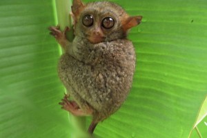 Protection measures tightened for tarsiers in Mt. Matutum