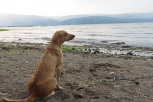 Rescuing Palakitik, Taal Volcano Island dog