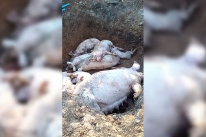 900 pigs culled in Bulacan town due to ASF