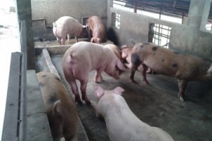 2 Cebu local governments issue measures vs. African swine fever