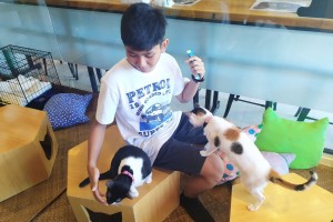 Marikina's 1st cat café: Caring for fluffy friends
