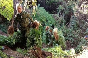 P10-M marijuana uprooted in Benguet town