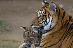 Tiger at New York zoo tests positive for Covid-19