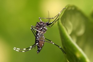 Ilocos Region posts 24% drop in dengue cases