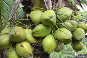 Coconut tree now source of ethyl alcohol