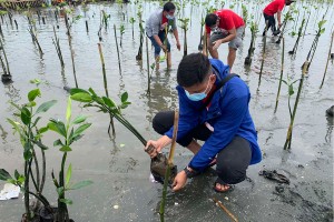 SMC begins massive mangrove planting in Bulacan