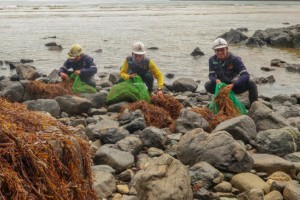 Dinagat mining firm joins fight vs. sargassum debris