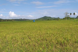 Brown rice improves farmers’ income, Filipinos’ health