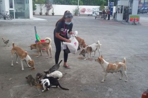 Helping stray cats, dogs during pandemic