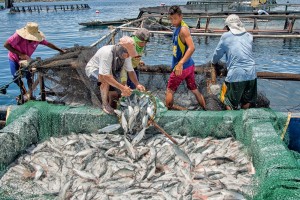 Gov’t eyes fishing ban in breeding areas to secure supply