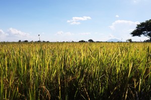 Lucena farmers learn new techniques via DA 'PalaySikatan' program