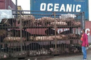 Negros Occidental, Bacolod ban pigs, pork items from Cebu