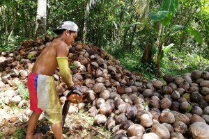 DBP unveils loan window for coco farmers