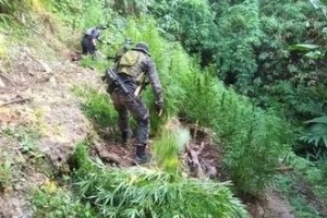 Cops destroy P10.74-M marijuana plants in Benguet