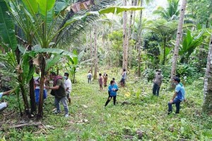 Abaca can be ally vs. plastics pollution, deforestation
