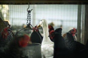 Denmark to cull 9K poultry due to bird flu