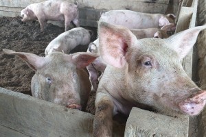 Romblon town 'depopulating' hogs; DSWD starts indemnifying raisers