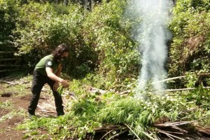 2 marijuana plantations in Sulu torched