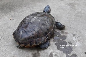 Surrender invasive turtles, DENR tells public