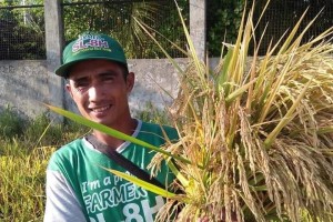 Antique farmer inspires other hybrid rice growers