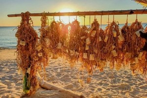 DA exploring seaweed's potential as cost-efficient animal fodder