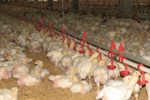 DOST allots over P4.7-M for smart poultry growing